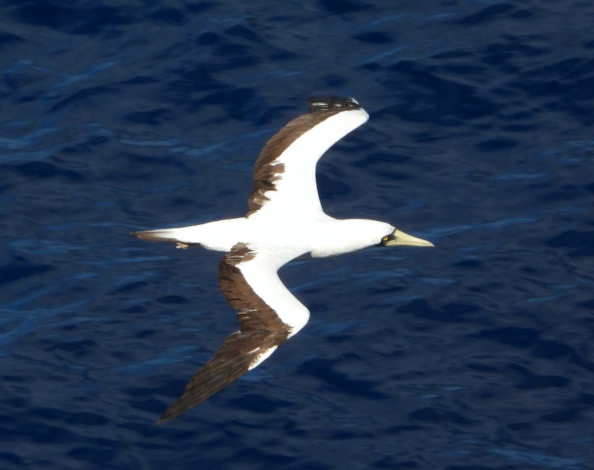 Masked Booby - ML411316341