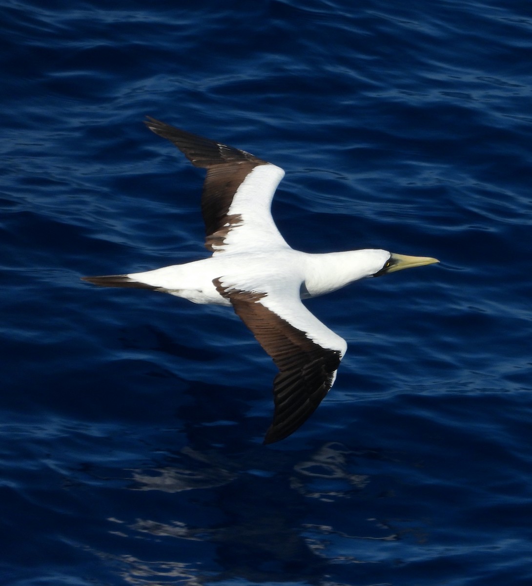 Masked Booby - ML411316441