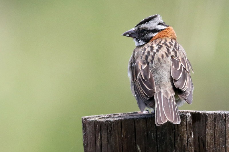 Rufous-collared Sparrow - ML41131741