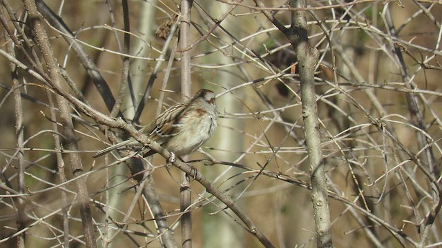 American Tree Sparrow - ML411329801