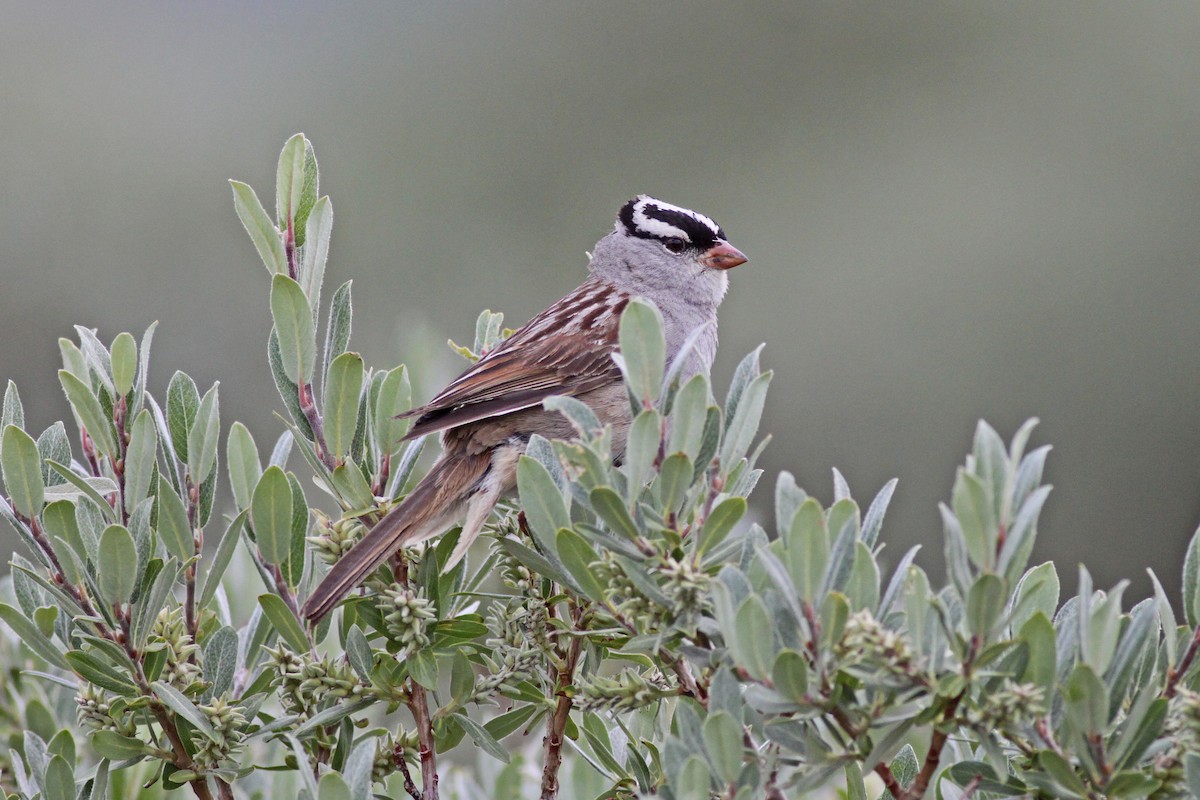 White-crowned Sparrow - ML41133491