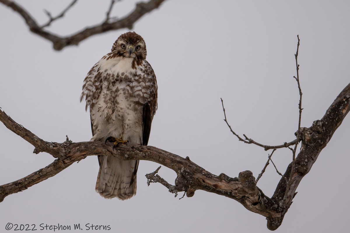 Red-tailed Hawk - ML411335601