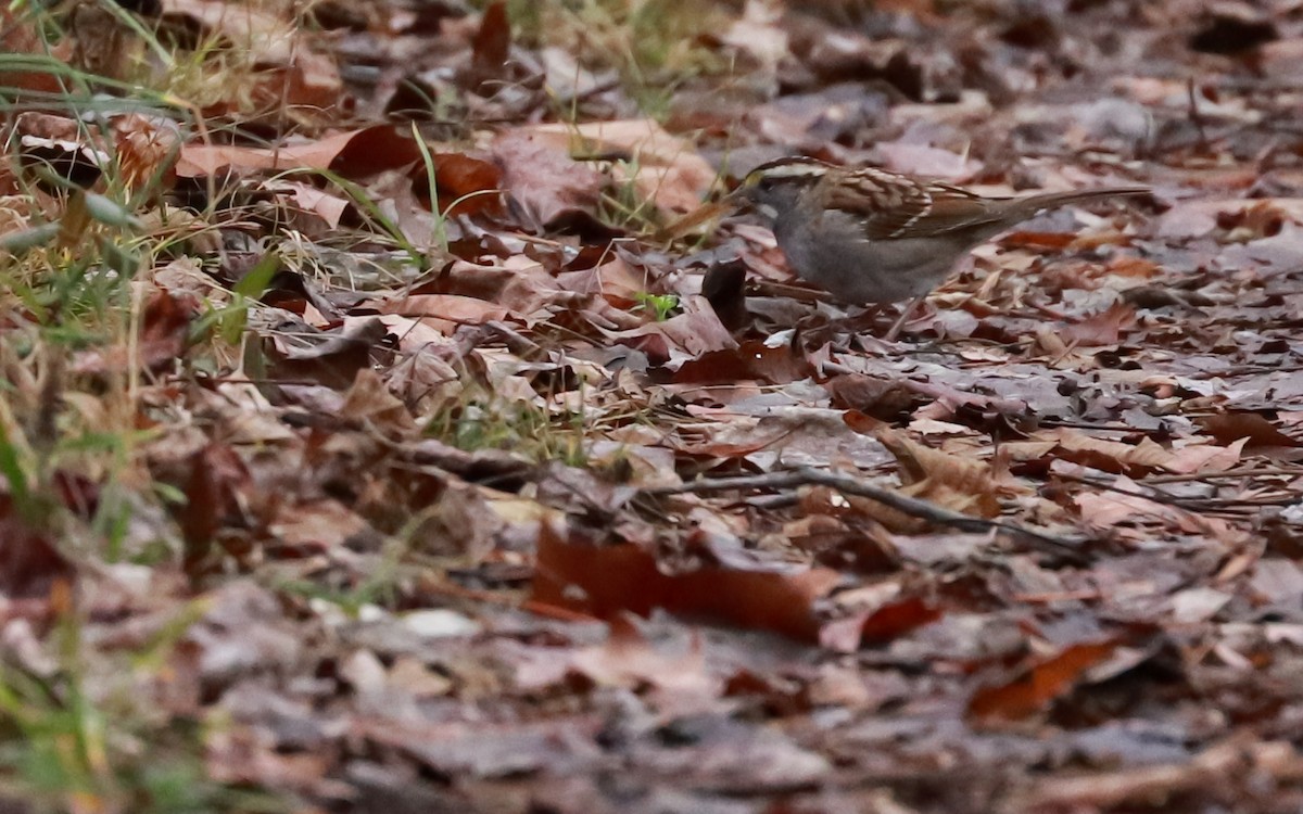 White-throated Sparrow - ML411336351