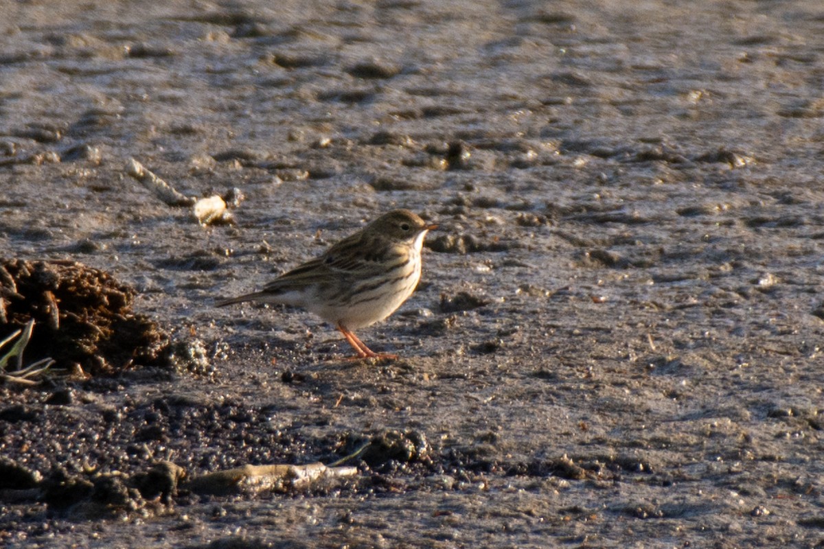 Meadow Pipit - ML411338961
