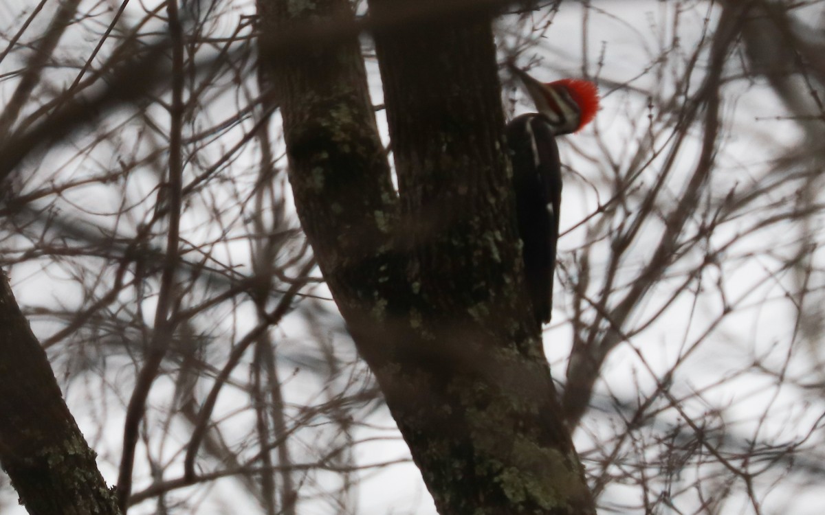 Pileated Woodpecker - ML411341971