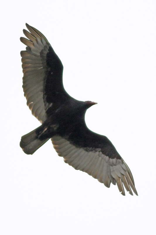 Turkey Vulture - ML41134751