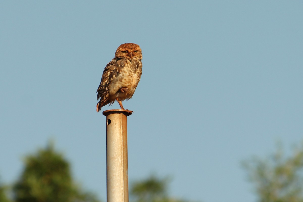 Burrowing Owl - Natalia Allenspach