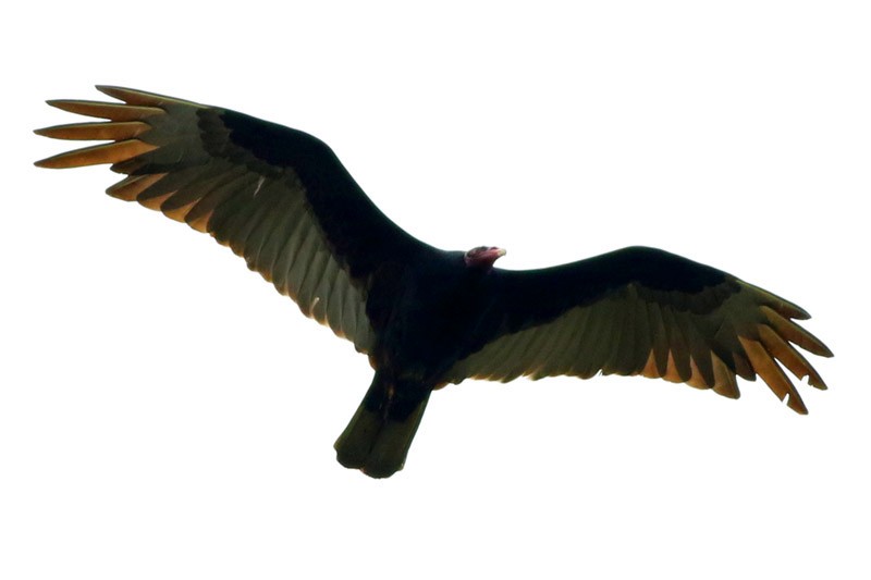 Turkey Vulture - ML41134761