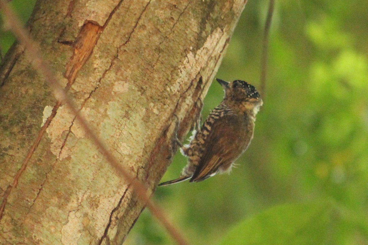 White-barred Piculet - ML411347971