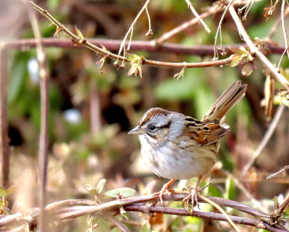 Swamp Sparrow - ML411352971