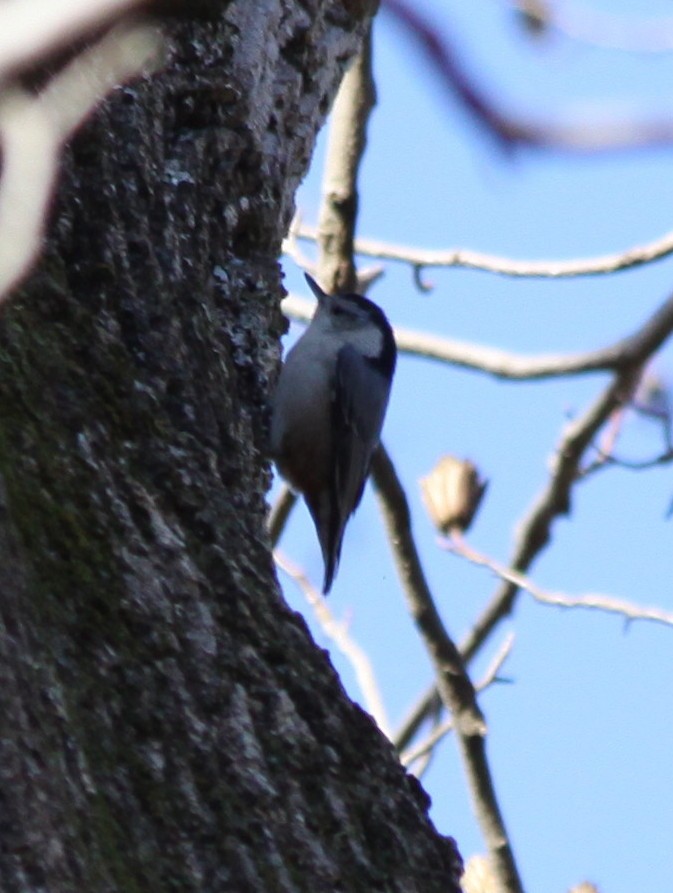 White-breasted Nuthatch - Kathy Richardson