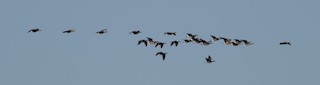 Cackling Goose (Aleutian), ML411361791