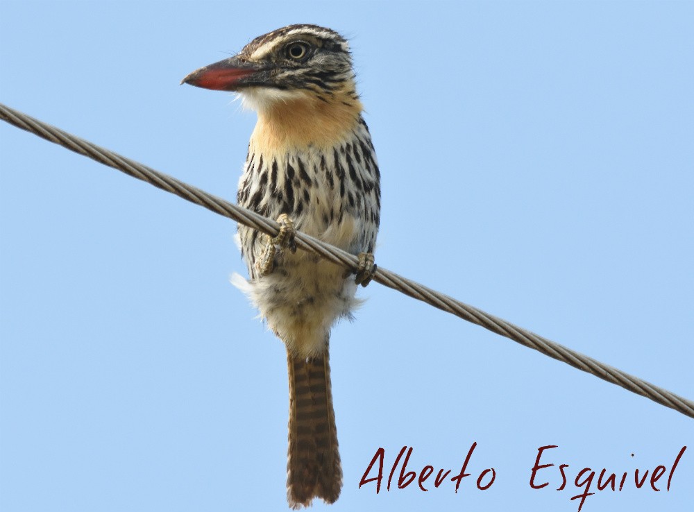 Spot-backed Puffbird - Alberto Esquivel Wildlife PY