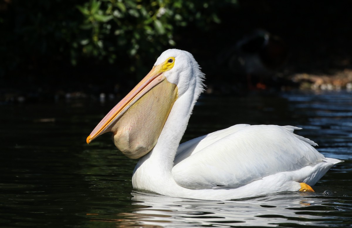 American White Pelican - Will Sweet