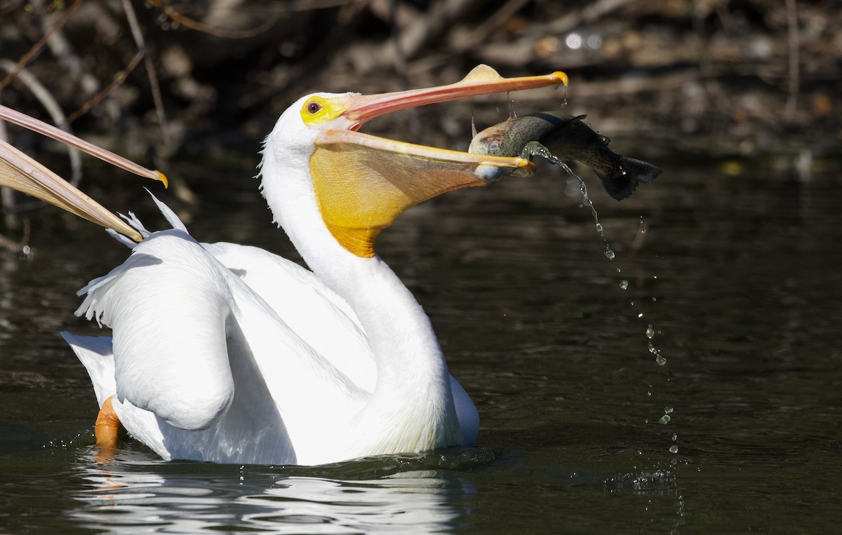 American White Pelican - Will Sweet