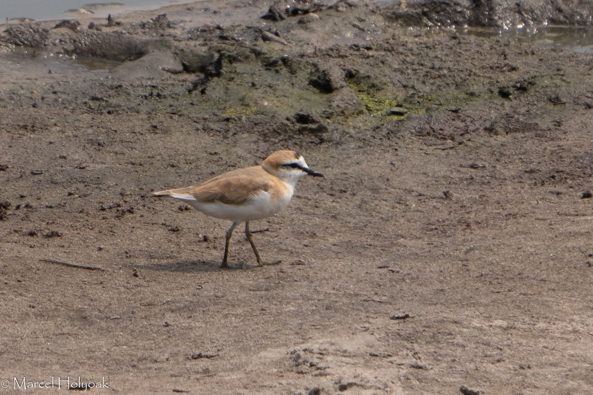 White-fronted Plover - ML411369041