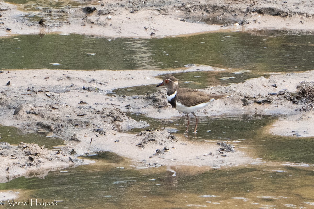 Forbes's Plover - ML411370841