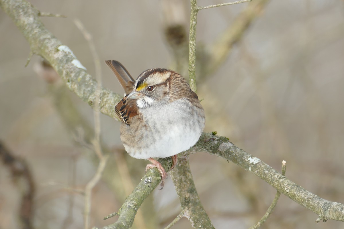 White-throated Sparrow - James Baker