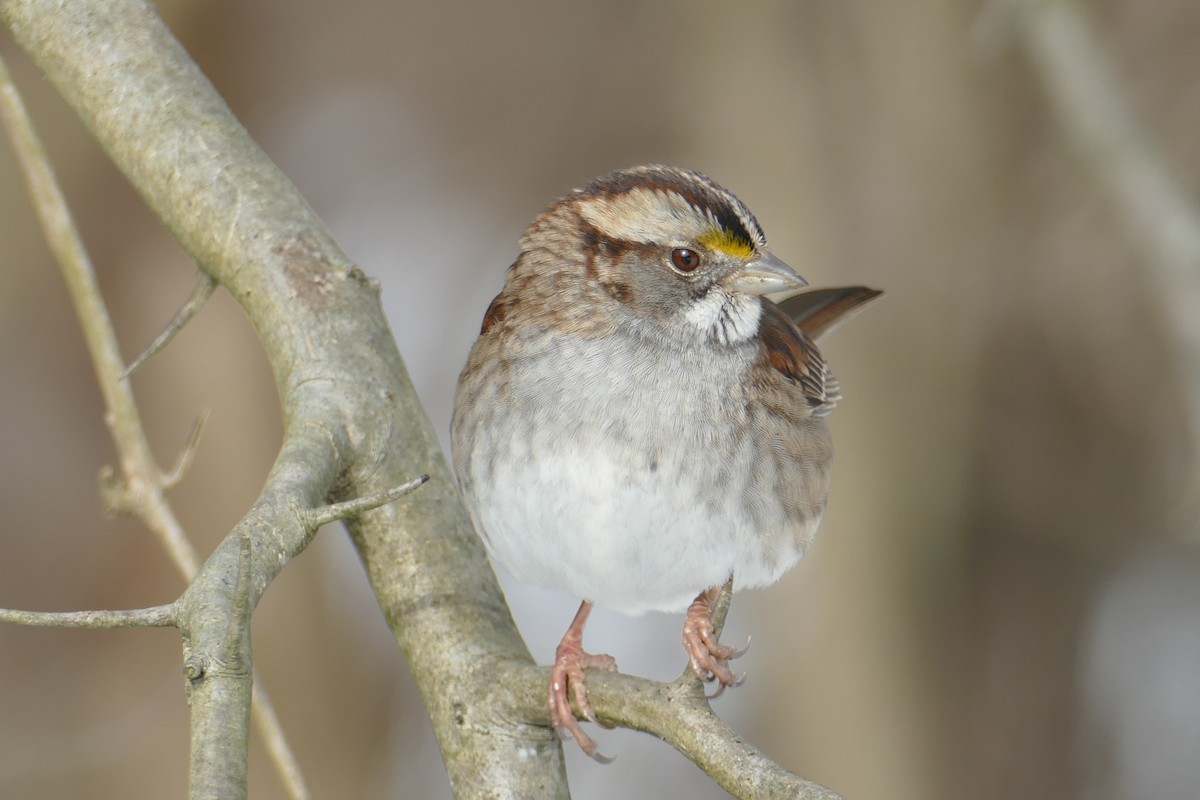 White-throated Sparrow - ML411380631