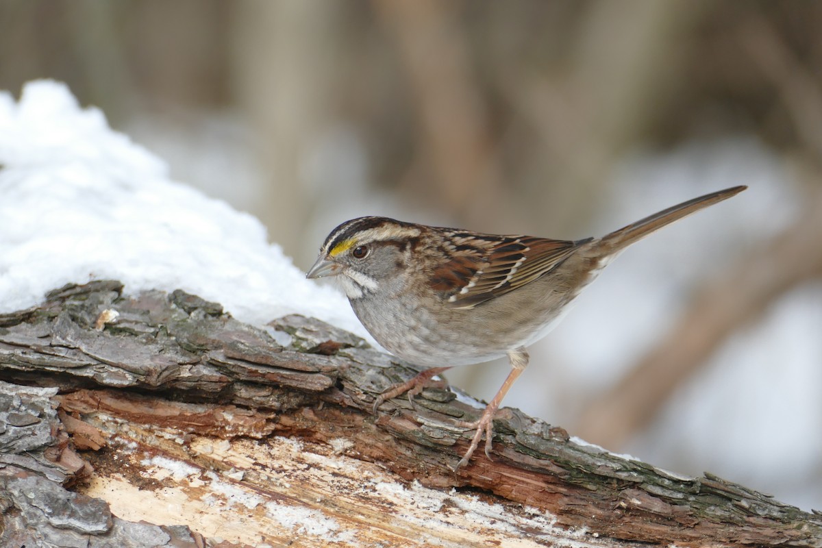 White-throated Sparrow - James Baker