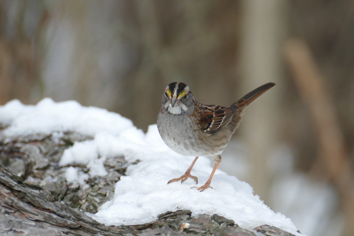 White-throated Sparrow - ML411381171