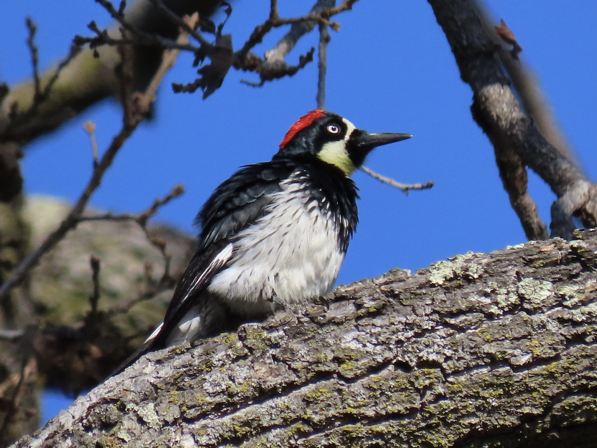 Acorn Woodpecker - ML411385331