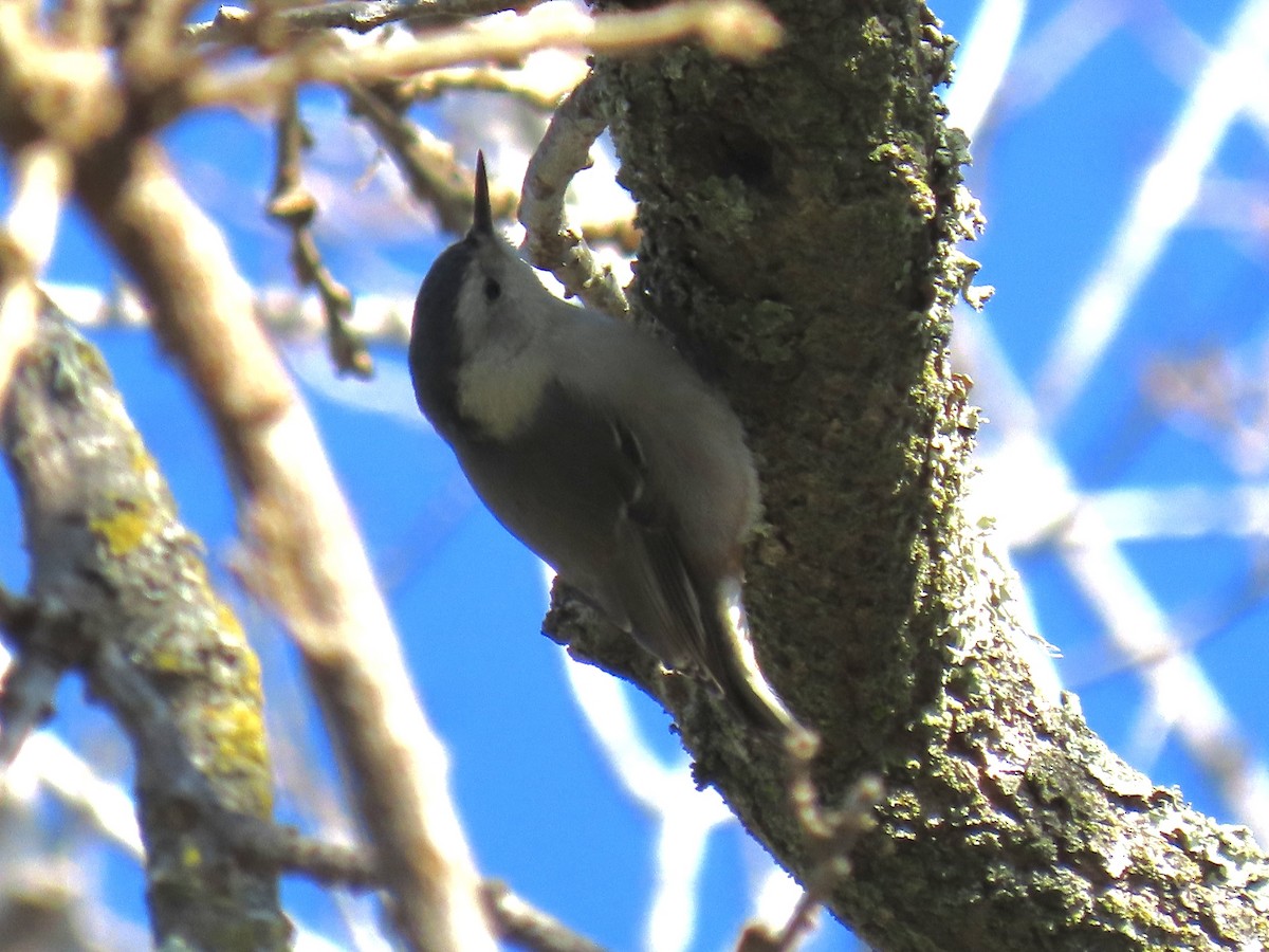 White-breasted Nuthatch - Alane Gray