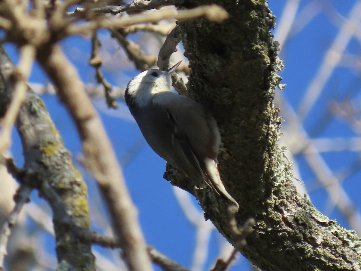 White-breasted Nuthatch - Alane Gray