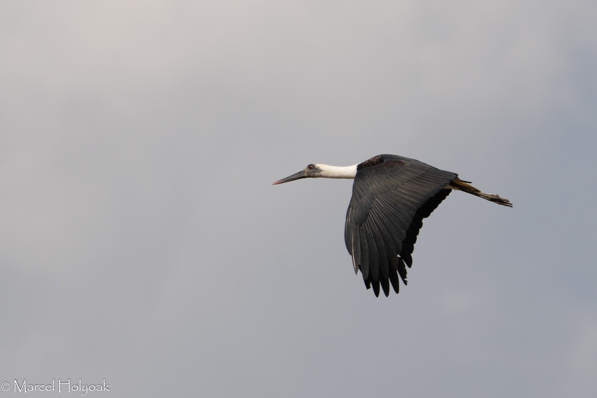 African Woolly-necked Stork - Marcel Holyoak