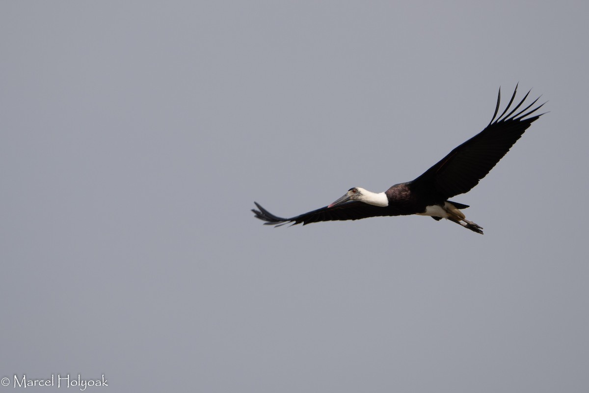 African Woolly-necked Stork - ML411387891