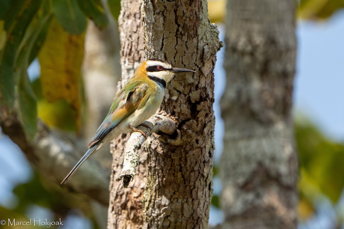 White-throated Bee-eater - ML411388101