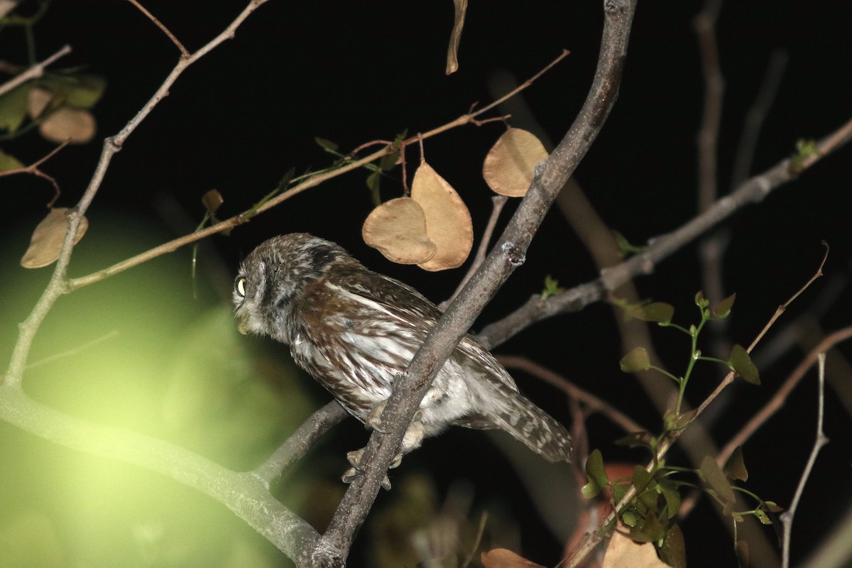 Pearl-spotted Owlet - ML41139001