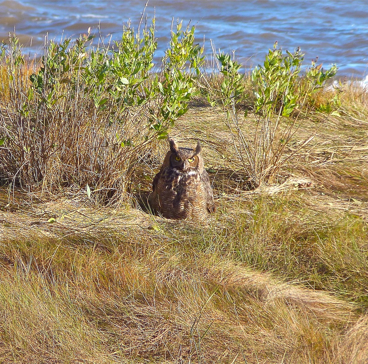 Great Horned Owl - ML411391071