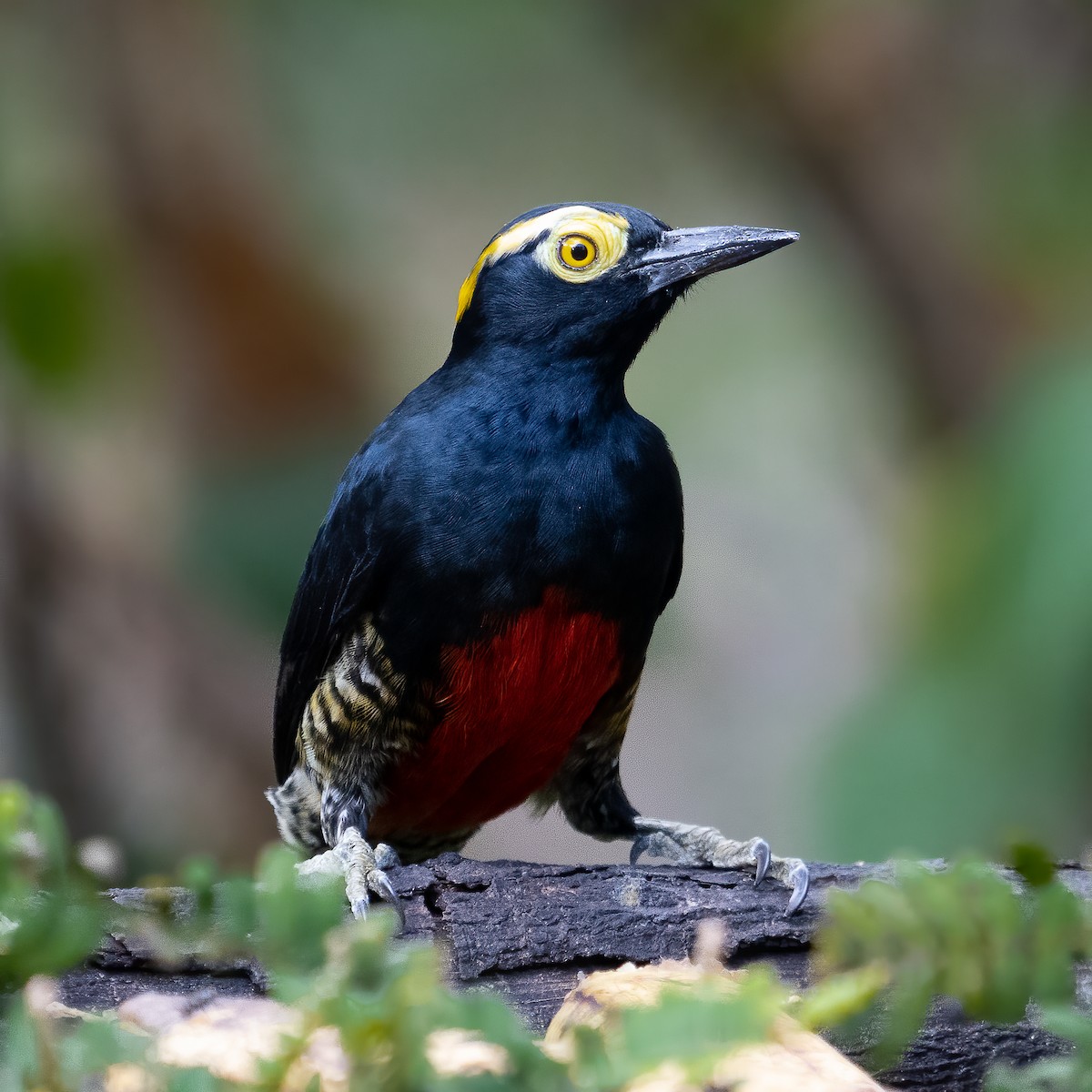 Yellow-tufted Woodpecker - Richard Edden