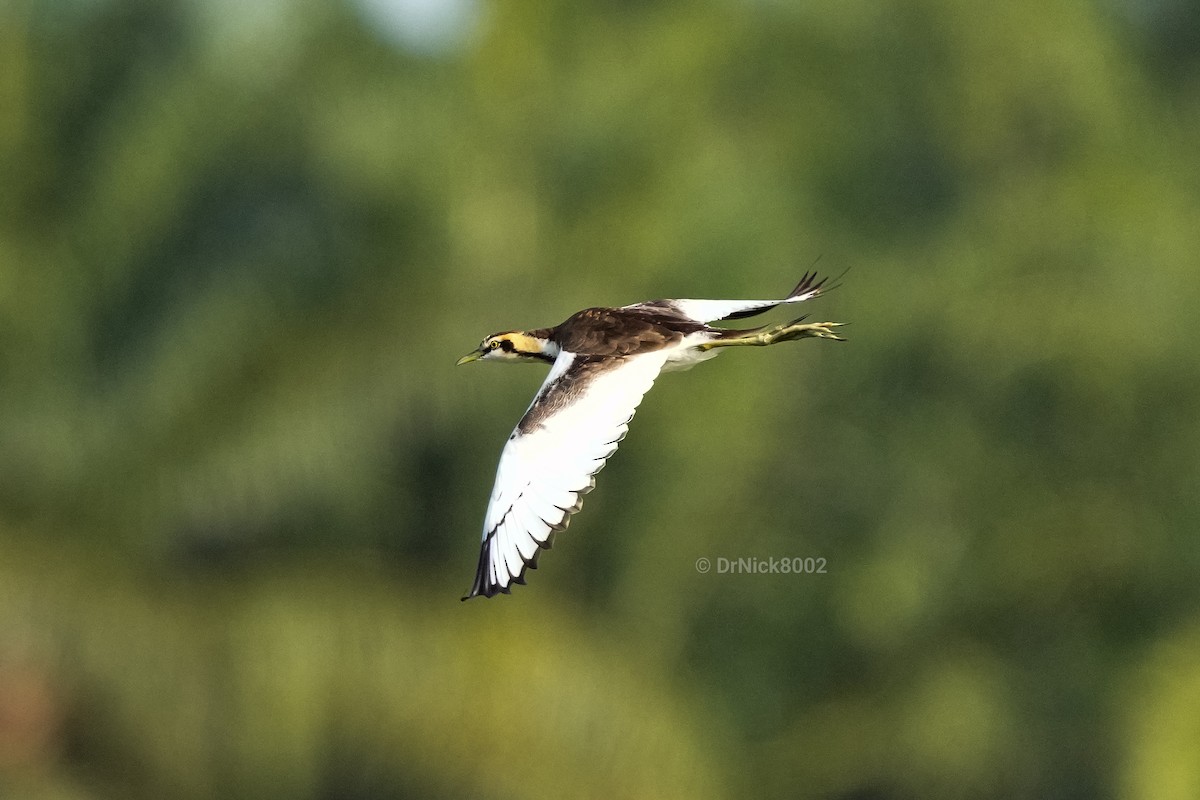 Pheasant-tailed Jacana - ML411393331
