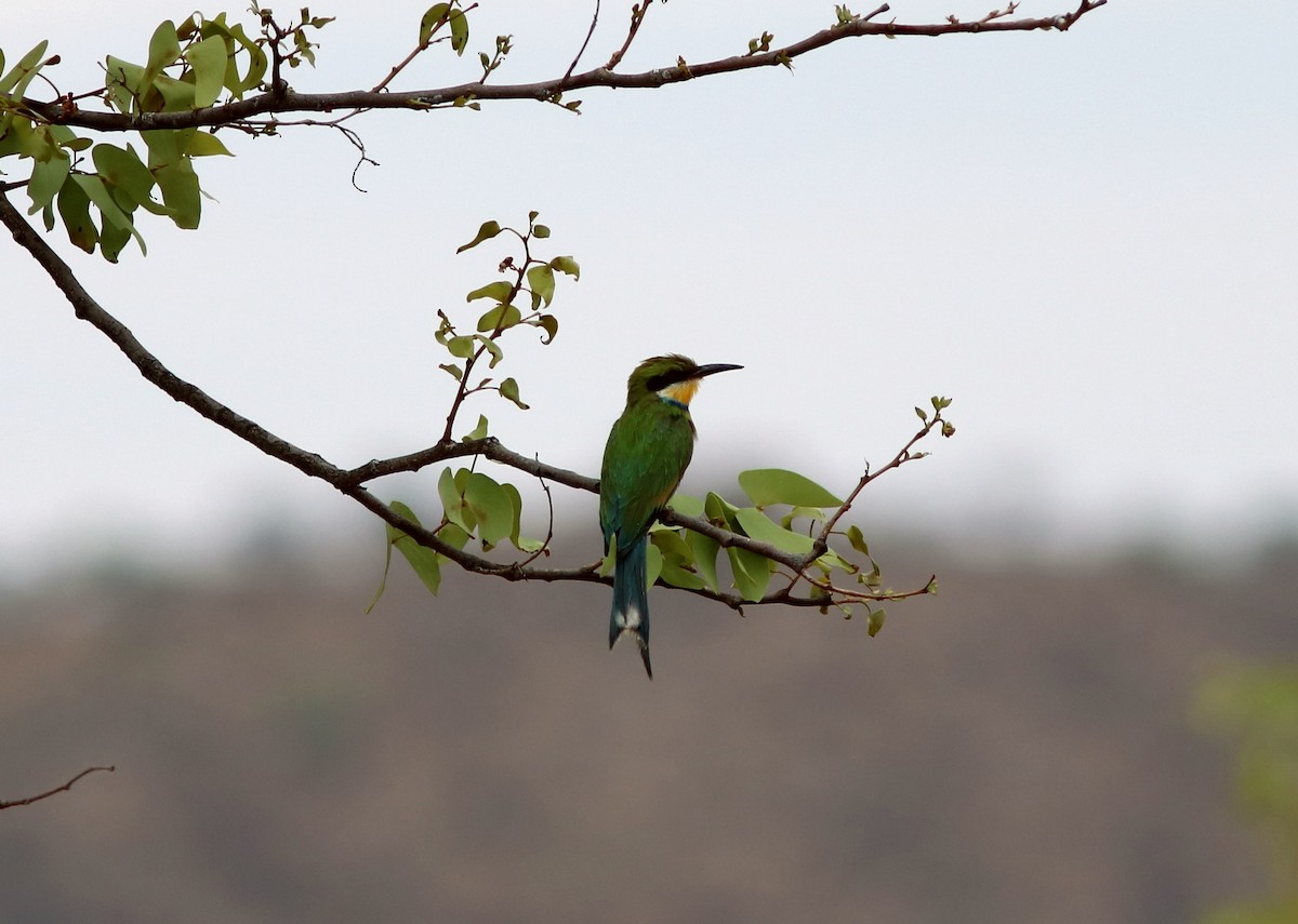 Swallow-tailed Bee-eater - John Drummond