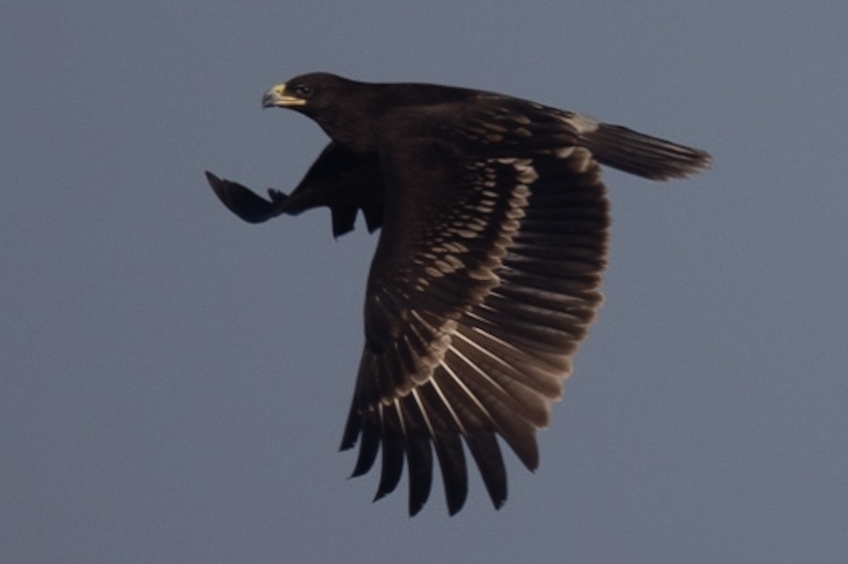 Greater Spotted Eagle - ML411394051