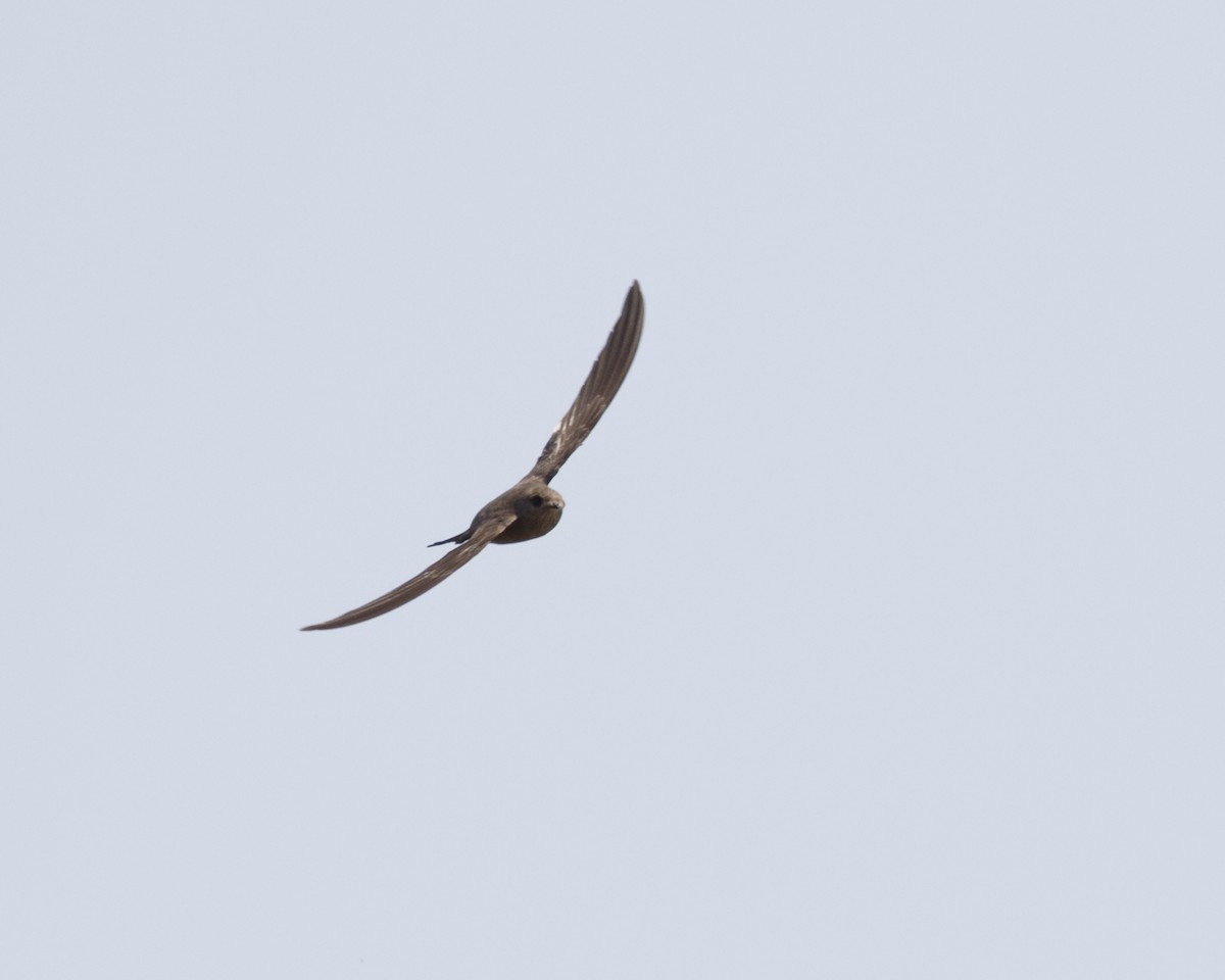 African Palm Swift - Silvia Faustino Linhares