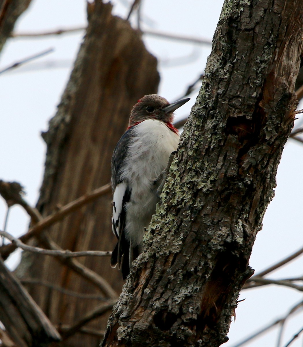 Red-headed Woodpecker - ML411397771