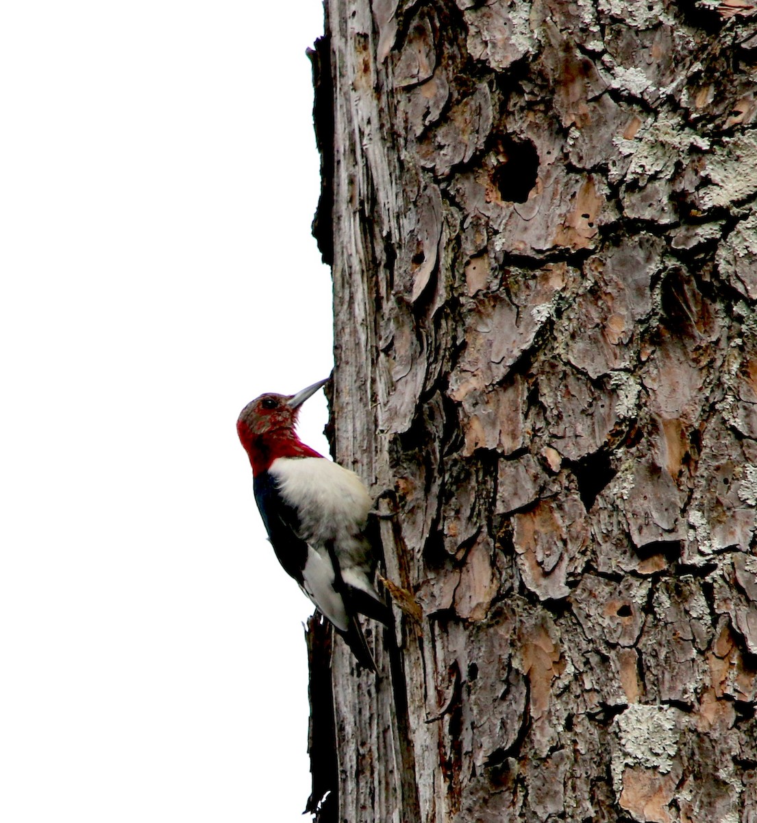 Red-headed Woodpecker - ML411397821