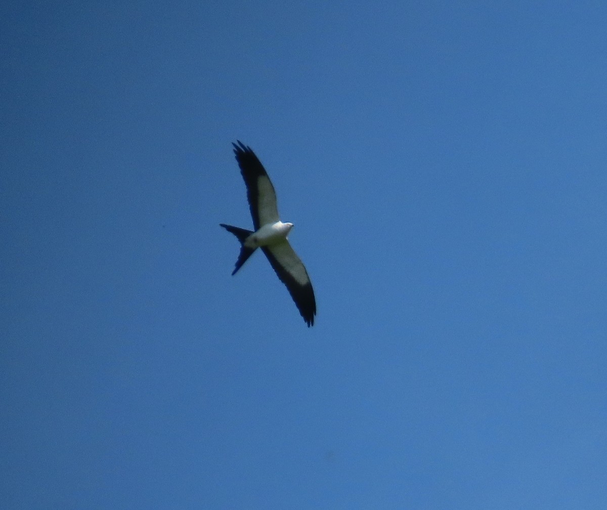 Swallow-tailed Kite - Jeff Hopkins