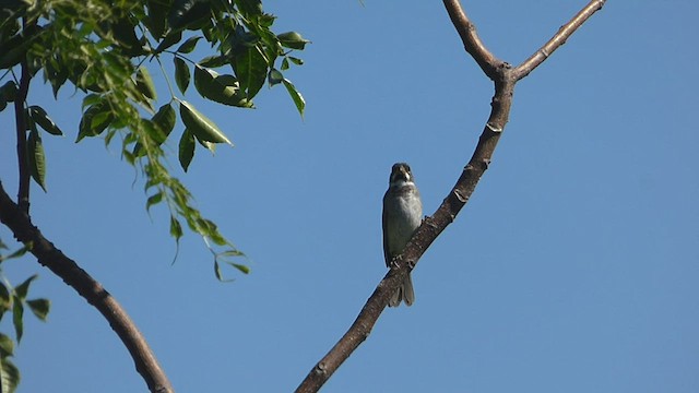 Double-collared Seedeater - ML411410331