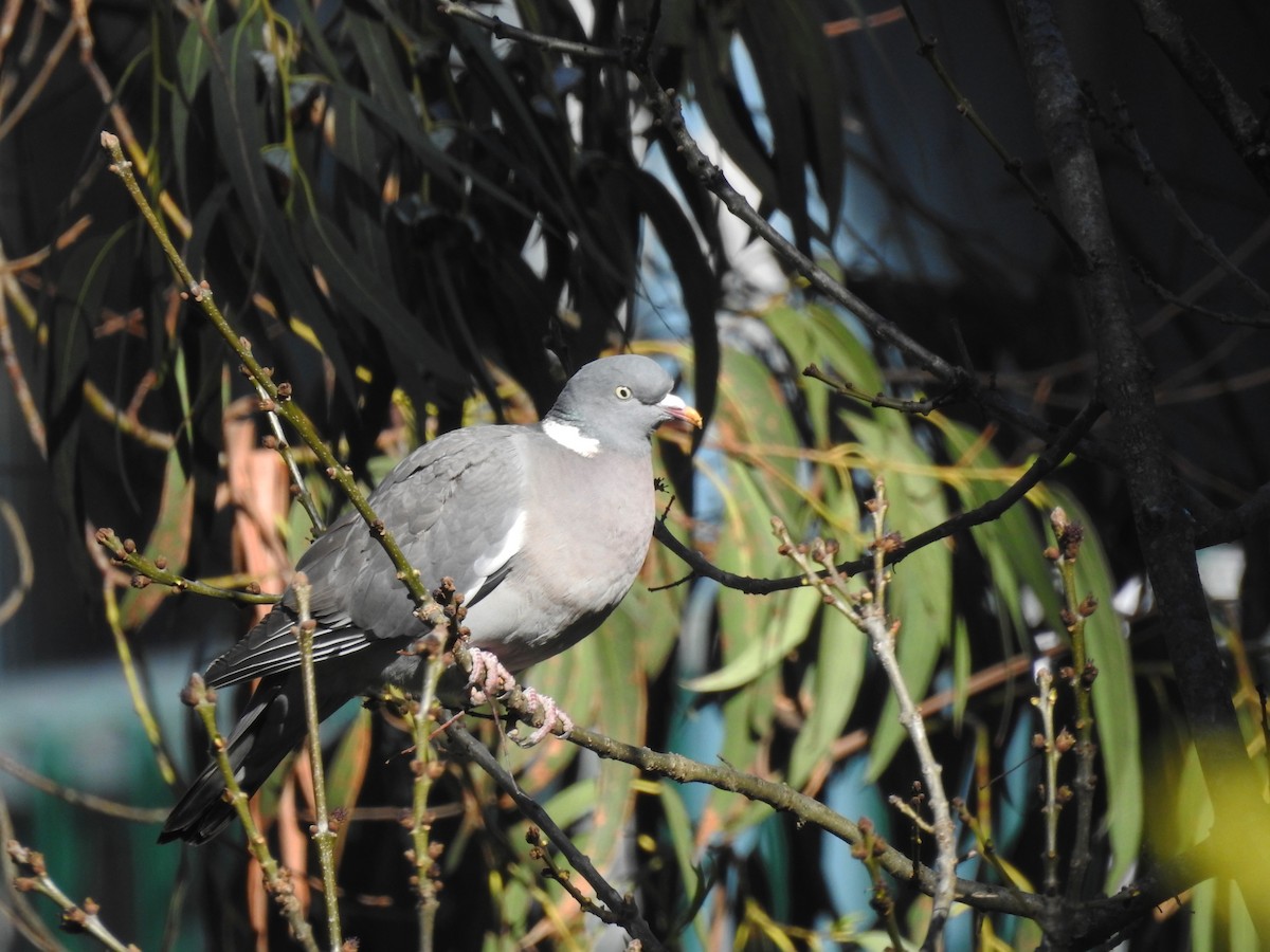 Common Wood-Pigeon - ML411411301