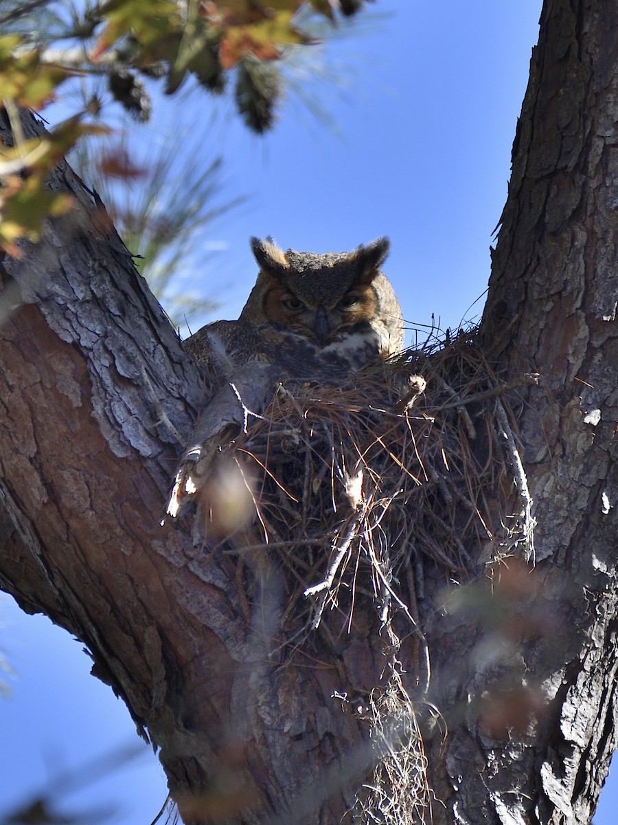 Great Horned Owl - ML411411431