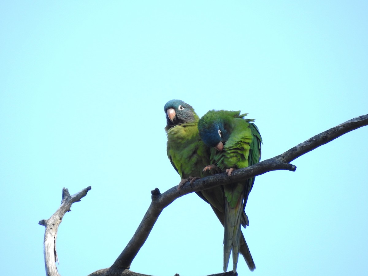 Blue-crowned Parakeet - ML411411441