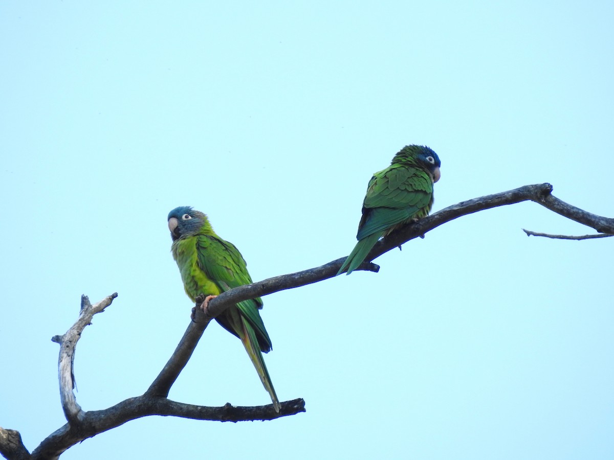 Blue-crowned Parakeet - Hélio Batista