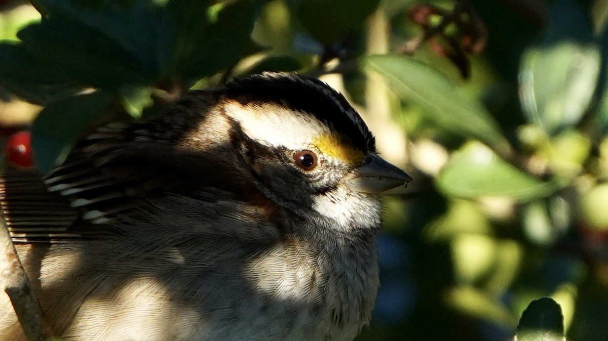 White-throated Sparrow - Jeff Graham