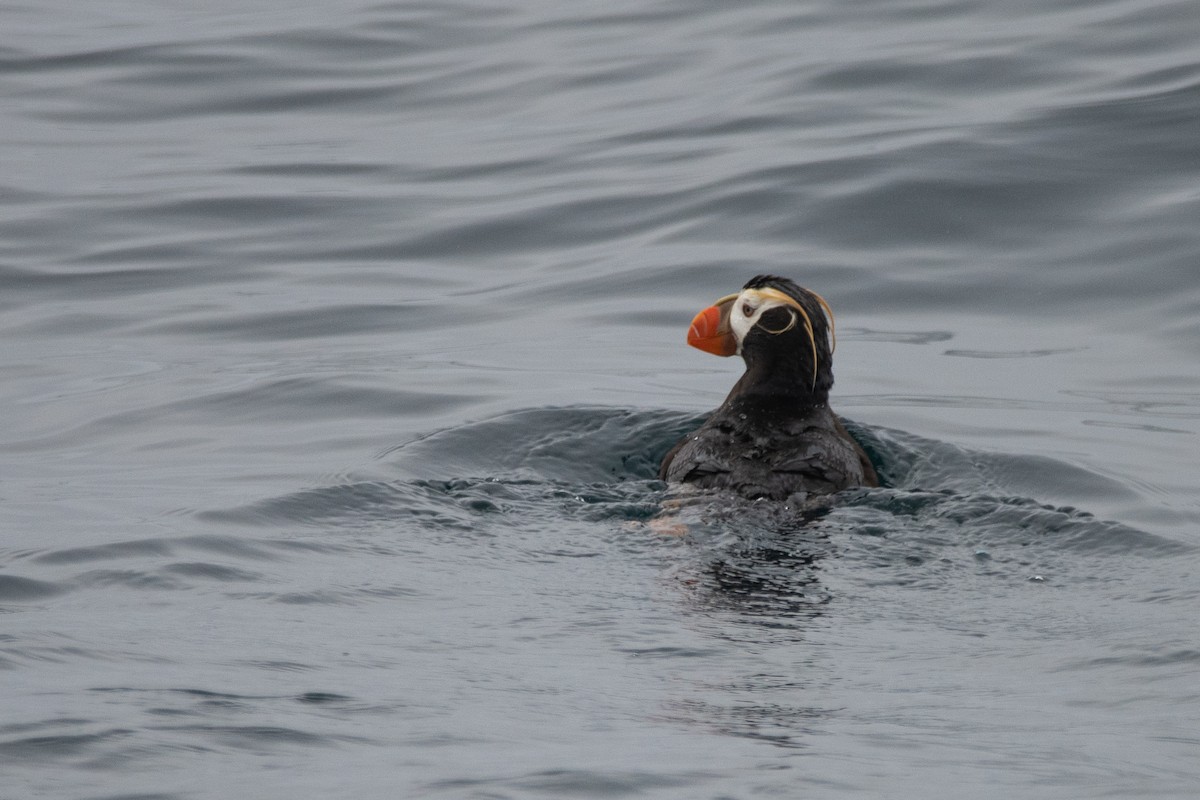 Tufted Puffin - ML411432731