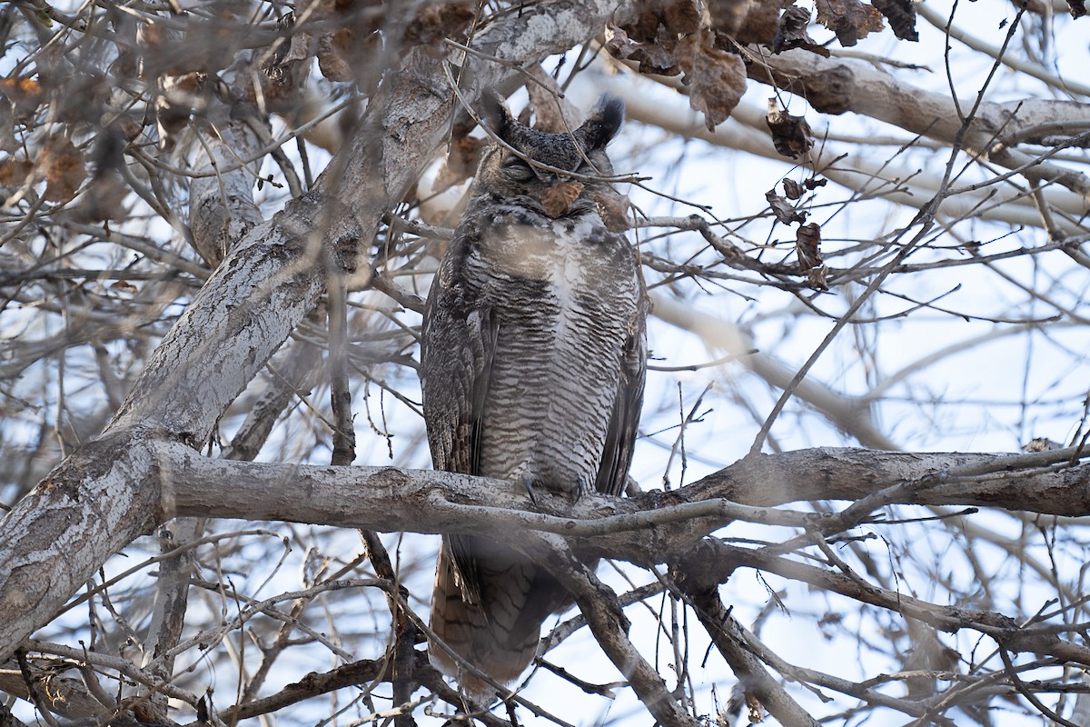 Great Horned Owl - ML411437581