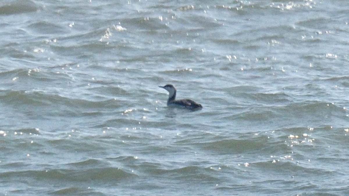 Red-throated Loon - ML411439691